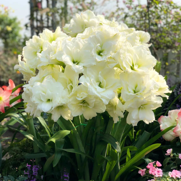 🌺Double-Petaled Perfume Amaryllis Bulbs