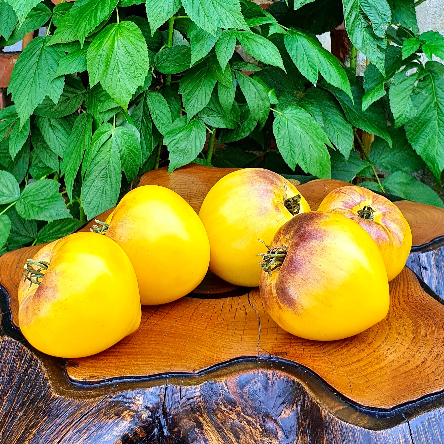 Sgt. Pepper's Tomatoes Seeds - Heirloom
