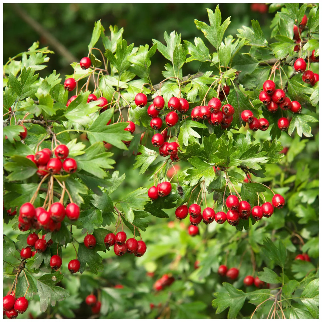Hawthorn Seeds