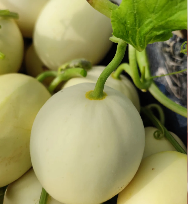 Lazy Melon Seeds
