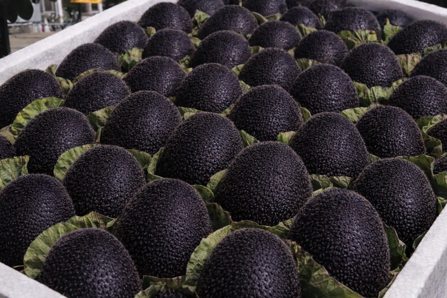 🥝Black Diamond Ruby Kiwi Seeds – Sweet. Nutrient-Rich & Easy to Grow at Home