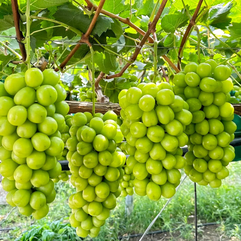 Shine Muscat Grapes Seeds