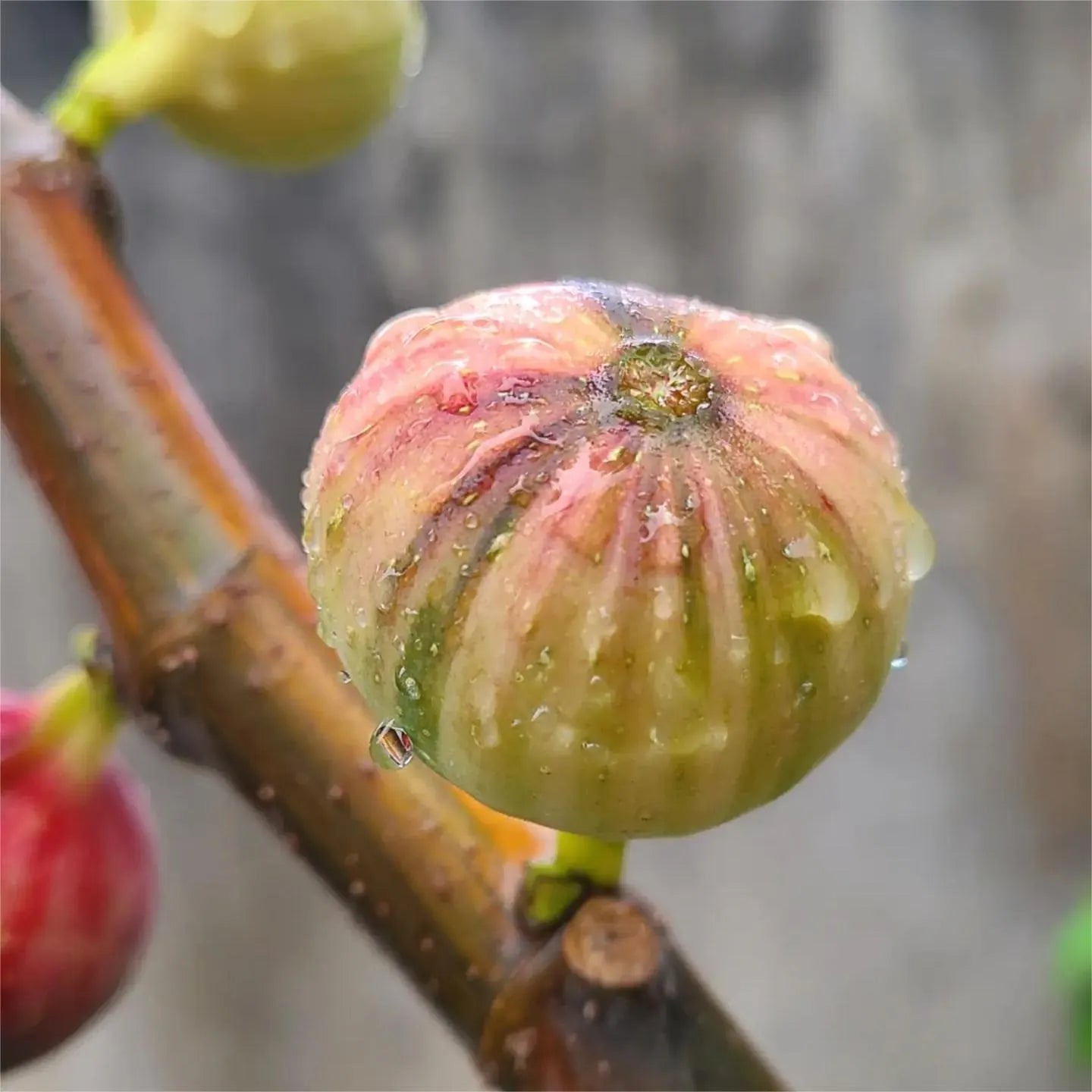 Rainbow Figs Seeds 👍 higher quality