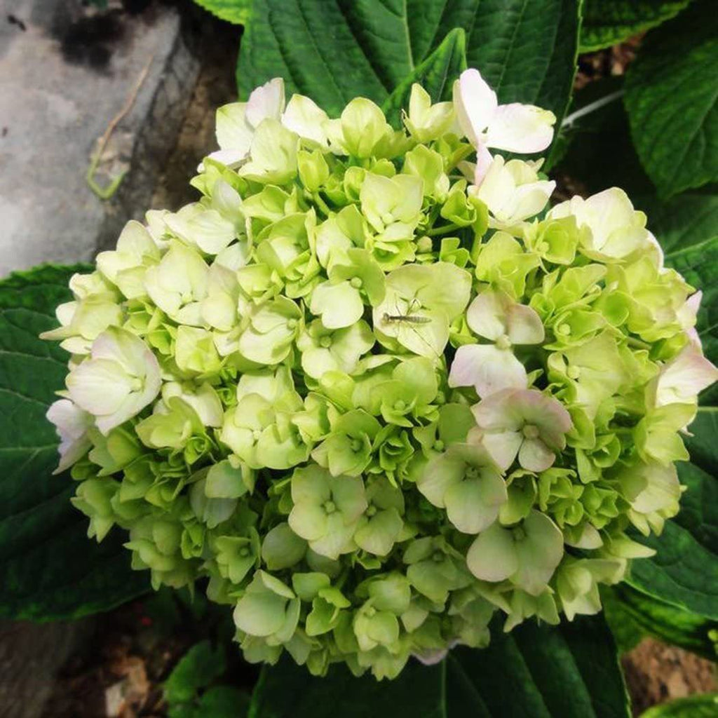 🔥 Limited Edition! Red. White & Blue Hydrangeas for America's 250th 🇺🇸