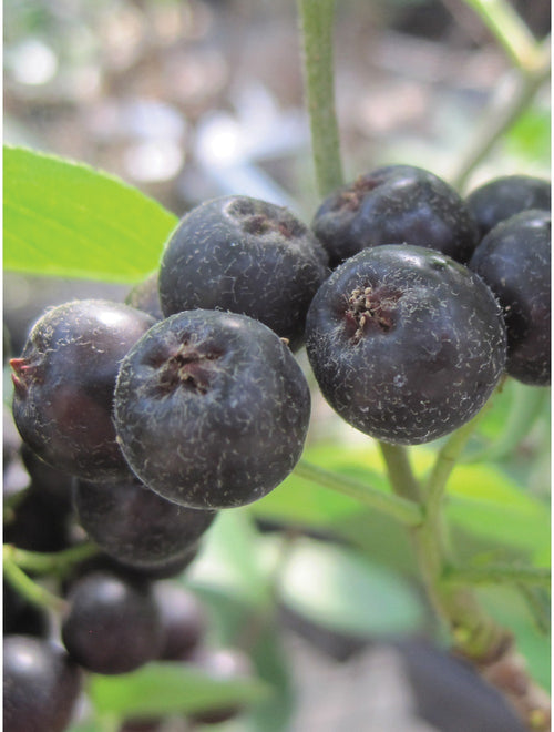 Aronia melanocarpa. Viking