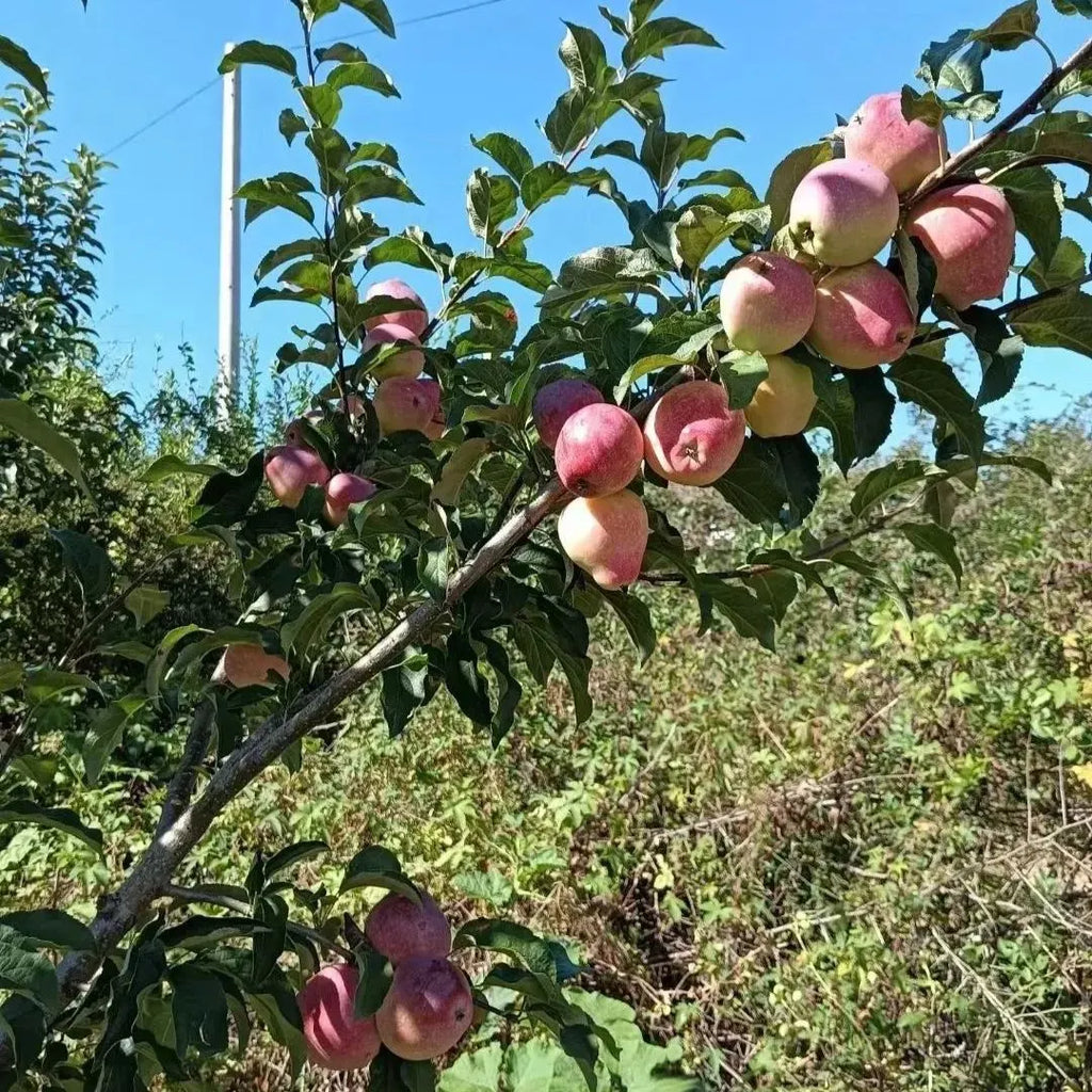 Milk Fruit Seeds-Star Apple-Chrysophyllum Cainito