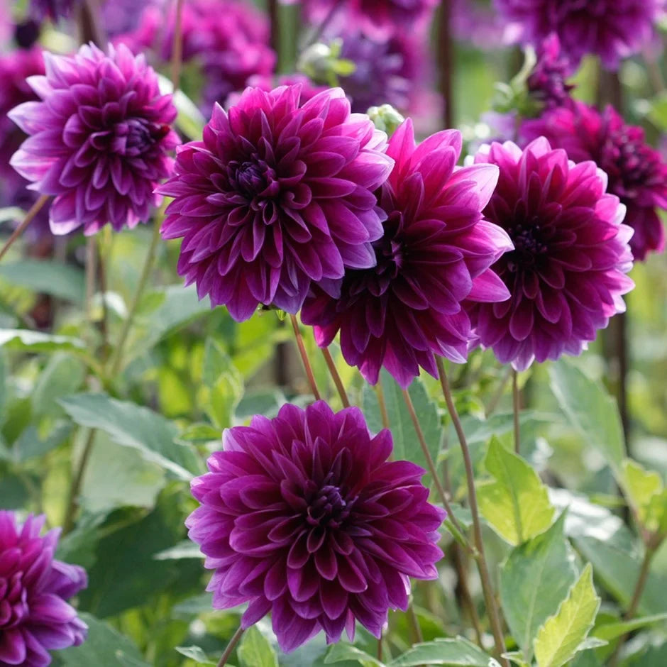 🌸Dinnerplate Dahlia Bulbs – Giant Show-Stopper Blooms