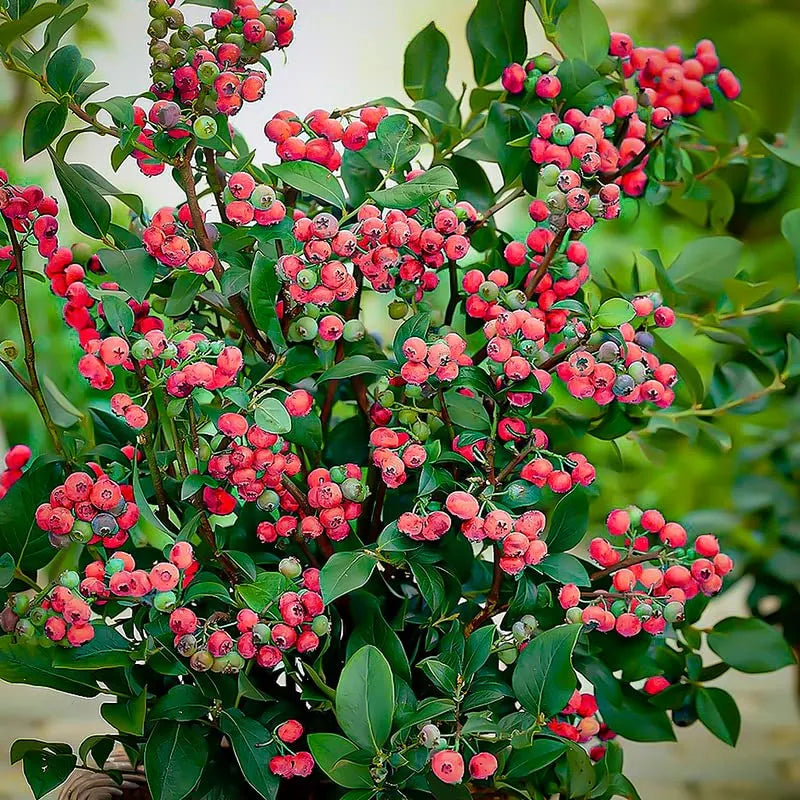 Pink Bliss Blueberry seeds - Double the sweetness