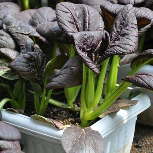 Purple Rape Brassica Seeds