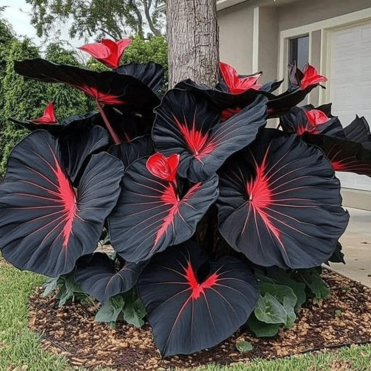 🌿 Rainbow Rare Hosta Flower Seeds🎁2025 Special Offer