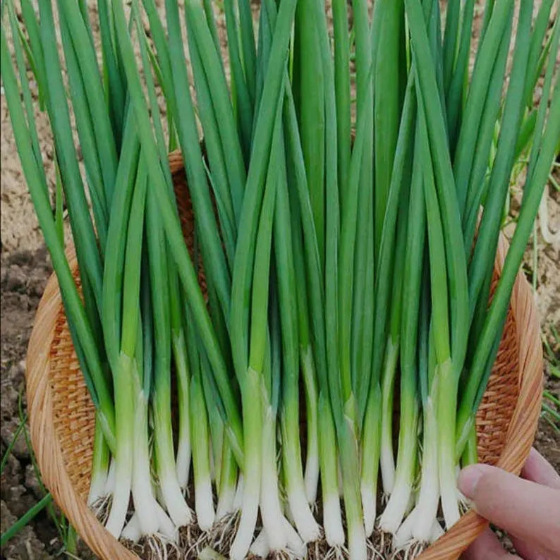 Scallion Onions Seeds