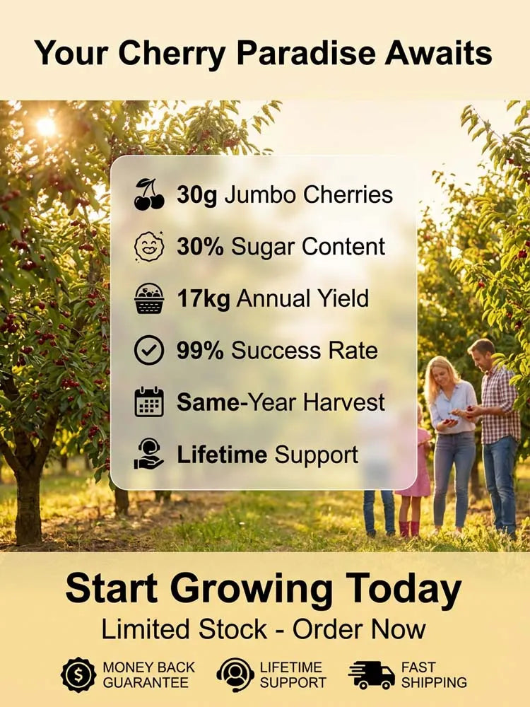 [No fruit. full refund] Premium Giant Sweet Cherry Sapling