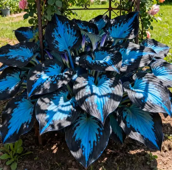 🌿 Rare Hosta Seeds — Premium. Shade-Loving Perennials with Lush Foliage🌈