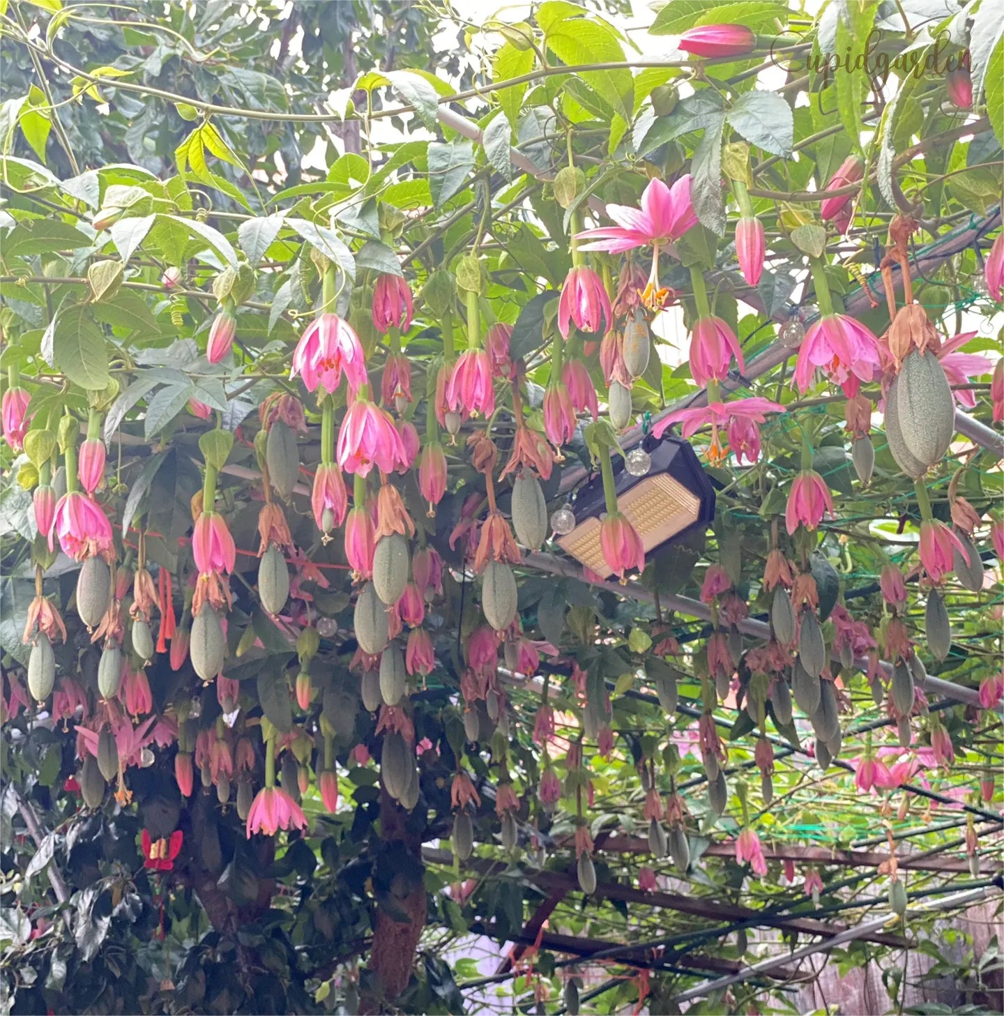 🍌Rare Banana Passion Fruit Seeds