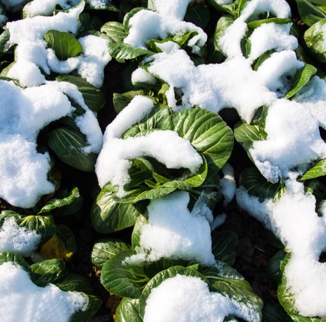 Black Pak Choi Seeds