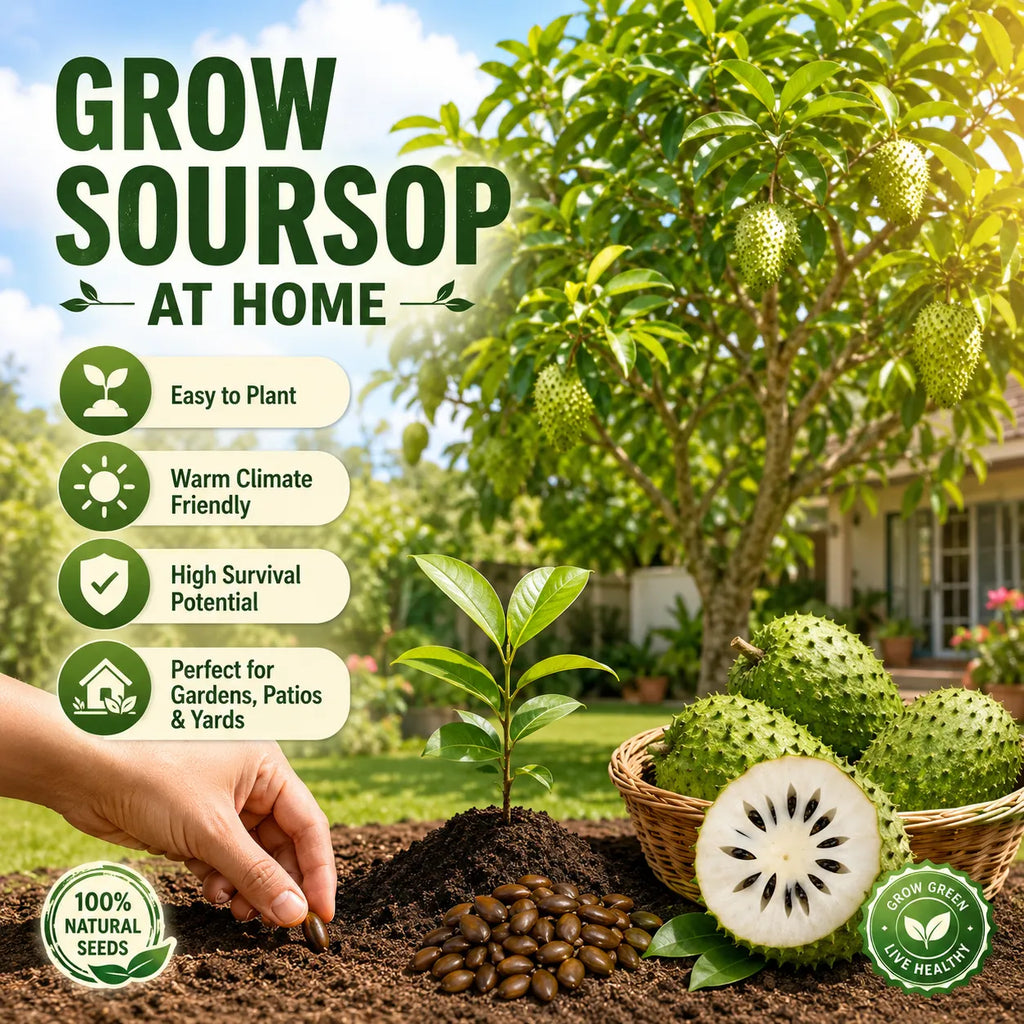 💥🌸 Organic Soursop (Graviola) Seeds – Non-GMO Heirloom Tropical Fruit seeds