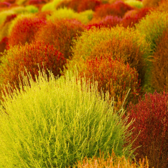 ❤️Bassia Scoparia Seeds——Colorful Grass Ball