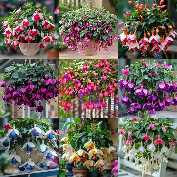 Fuchsia Seeds - Lantern flower