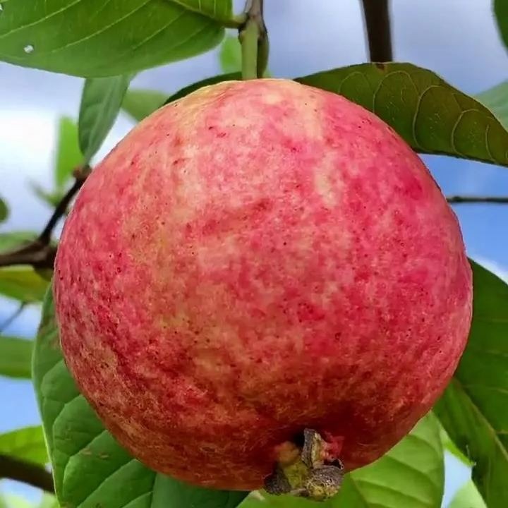 Guava Seeds--The Beauty Of Winter❄️