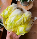 Golden Magnolia Seeds—The Prince of European Vegetables