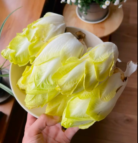 Golden Magnolia Seeds—The Prince of European Vegetables