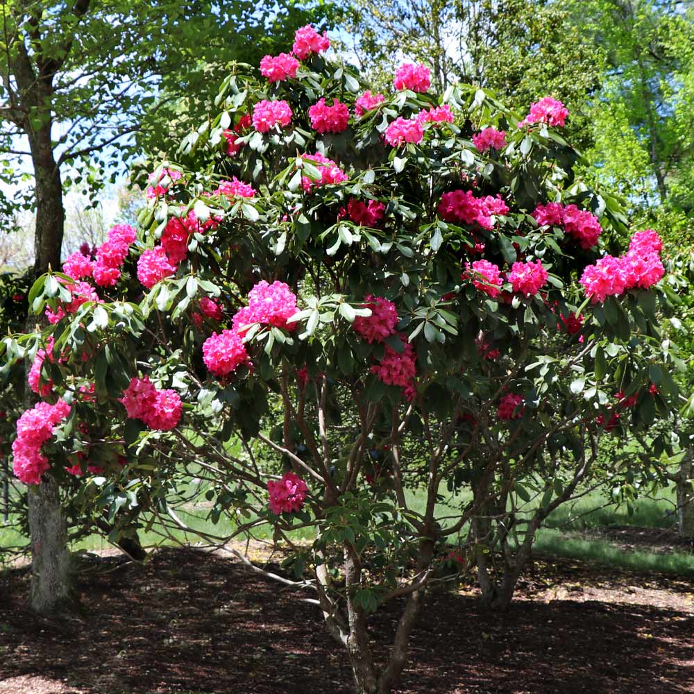 Stunning Azaleas – Red. Pink. White & Dreamy Mixed Colors | Four-Season Garden Delight