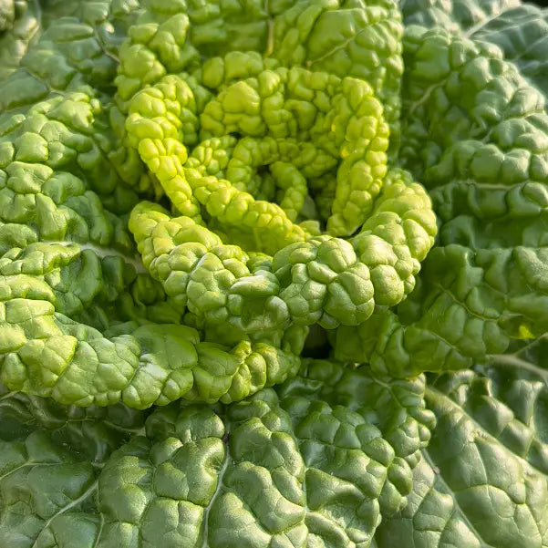 Brassica Narinosa Seeds 🥬
