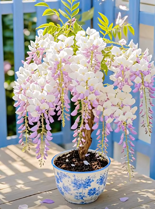 🇺🇸 Celebrate America's 250th with Red. White & Blue Wisteria Seeds 🌸