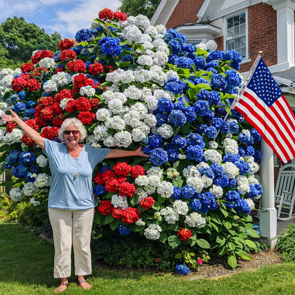 🔥 Limited Edition! Red. White & Blue Hydrangeas for America's 250th 🇺🇸