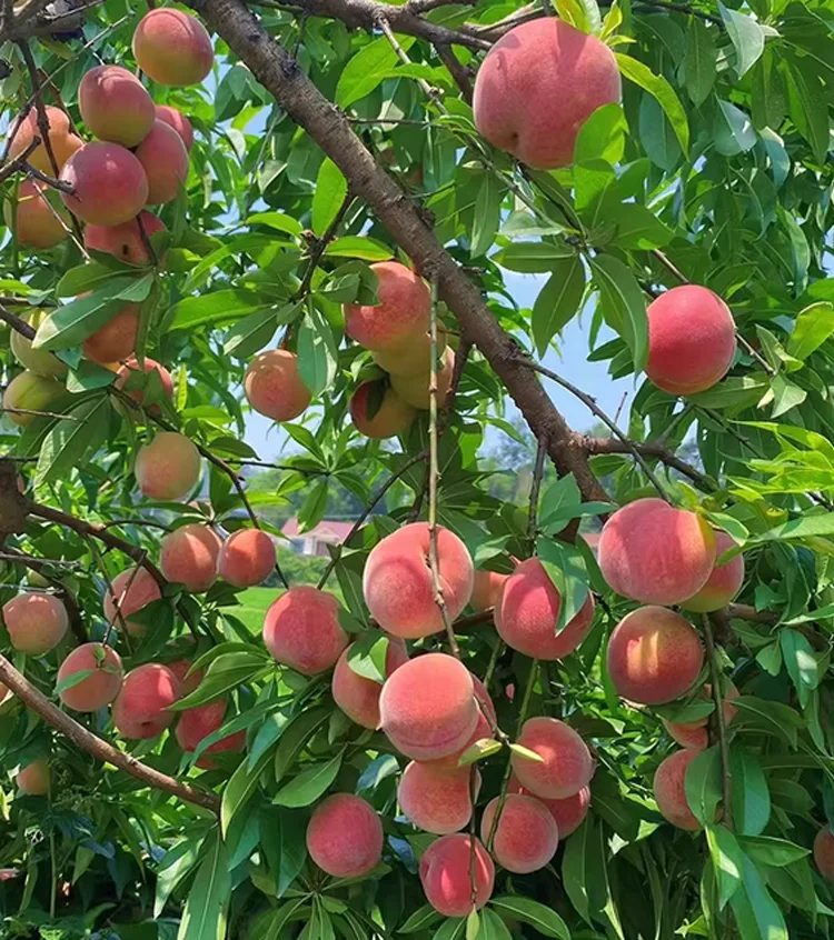 Blood-Forming Red Peach Tree Sapling — Grafted 3-Year Sapling
