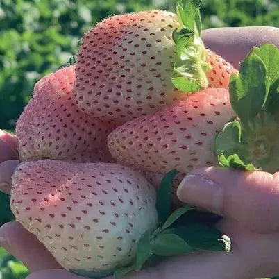 🍓White Milk Strawberry Seeds(🪴Buy 3 Get 1 Free)