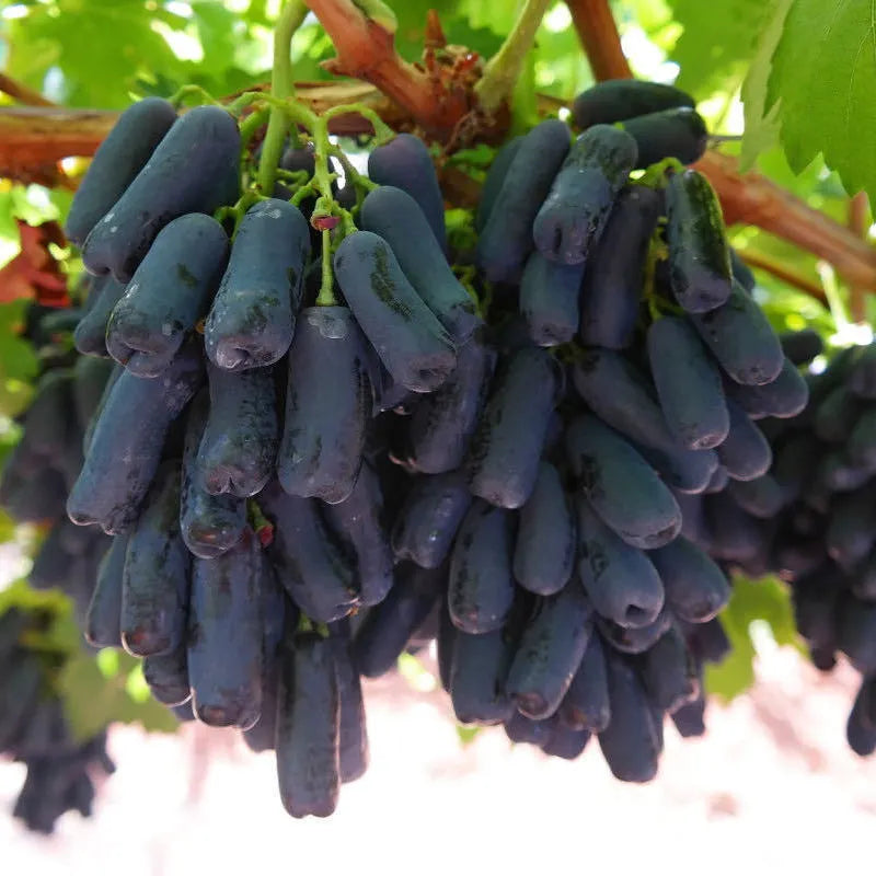 Beauty Finger Grapes Seeds