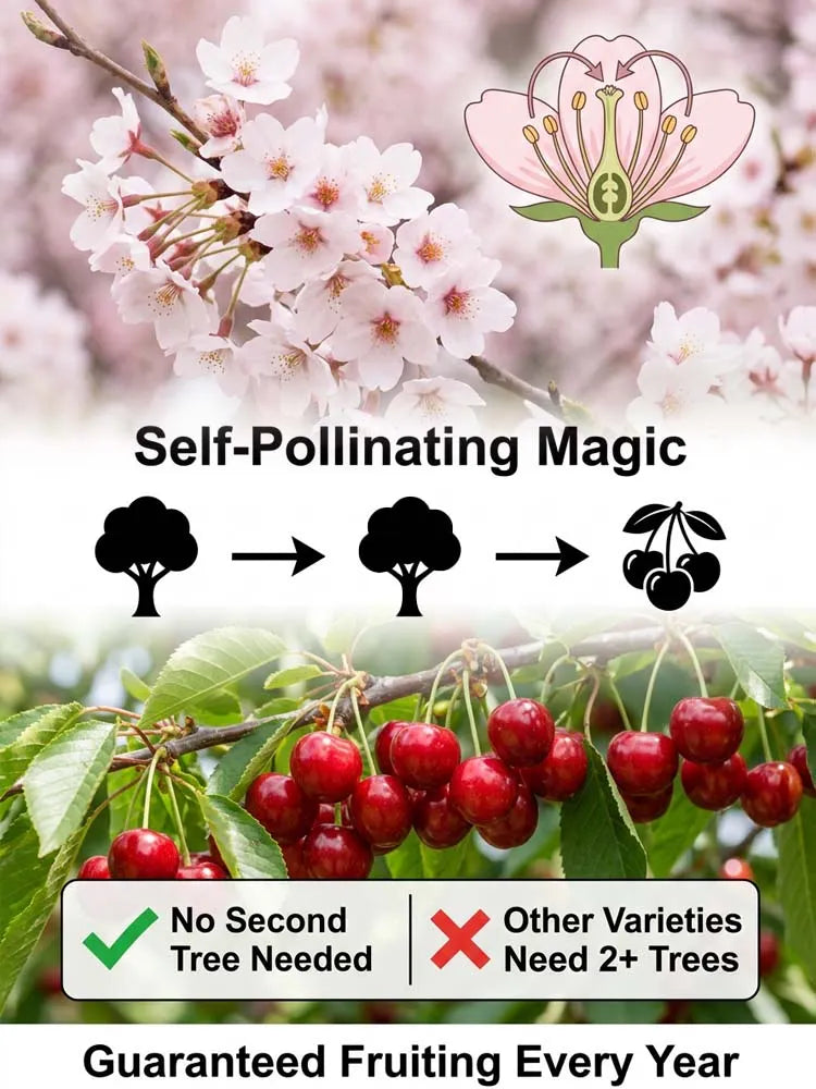[No fruit. full refund] Premium Giant Sweet Cherry Sapling
