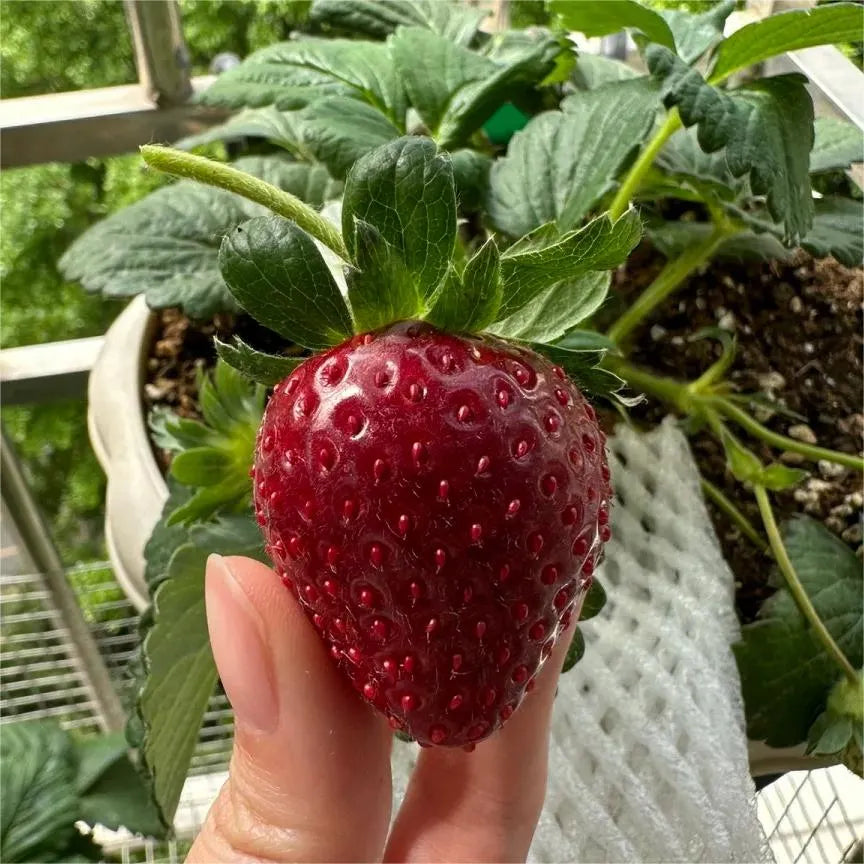 🍓Black Pearl Strawberry Seeds