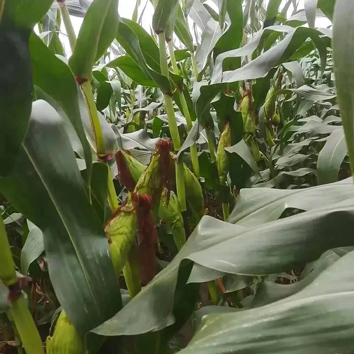 Gem Corn Seeds for Home Vegetable Gardens