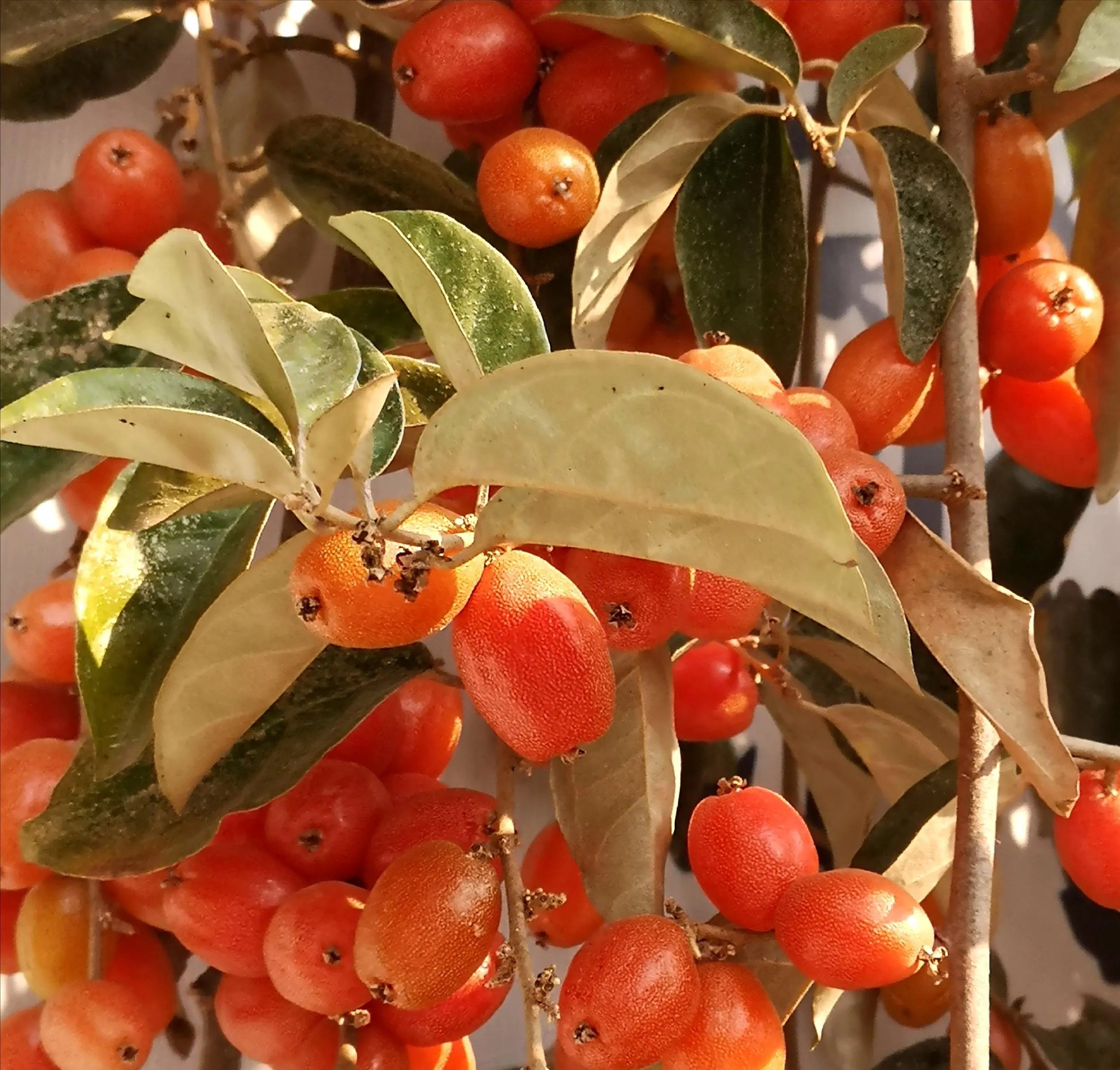 Elaeagnus Conferta Seeds