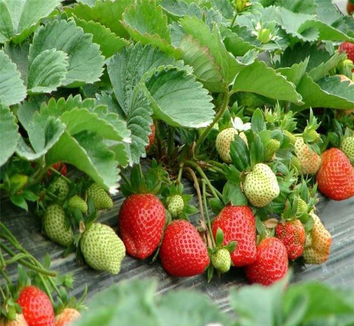 All-season Strawberry Seeds