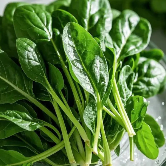 🥬Four Seasons Red Stem Spinach - The Eggs of Vegetables