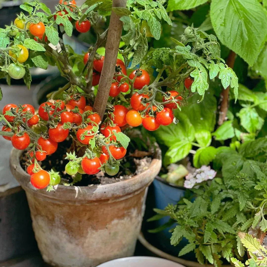 🍅🍅Potted Dwarf Tomato Seeds