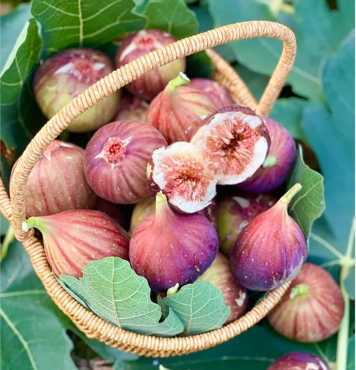 Fig Tree Seeds (Ficus carica). Sweet Fruit Shrub