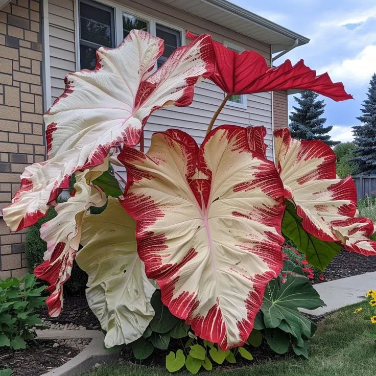 🌈 Giant Caladium Bulbs 🎊The color wizard that creates a dream garden 🌿✨