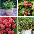 Raspberry Seeds
