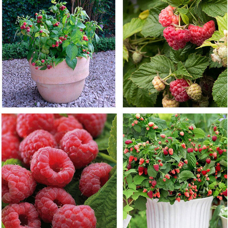 Giant Raspberry Seeds -95% Germination🌱