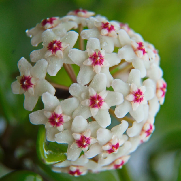 🌟Ball Orchid - Falling Stars From The Sky
