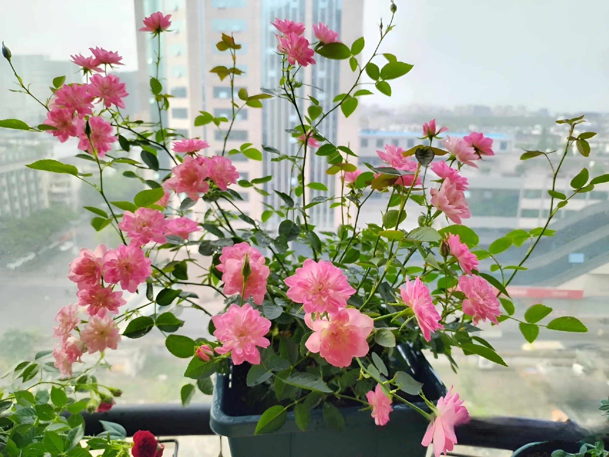 🌸Lotus Star Rose Seeds: Blooming All Year. Bringing Continuous Good Fortune🌸