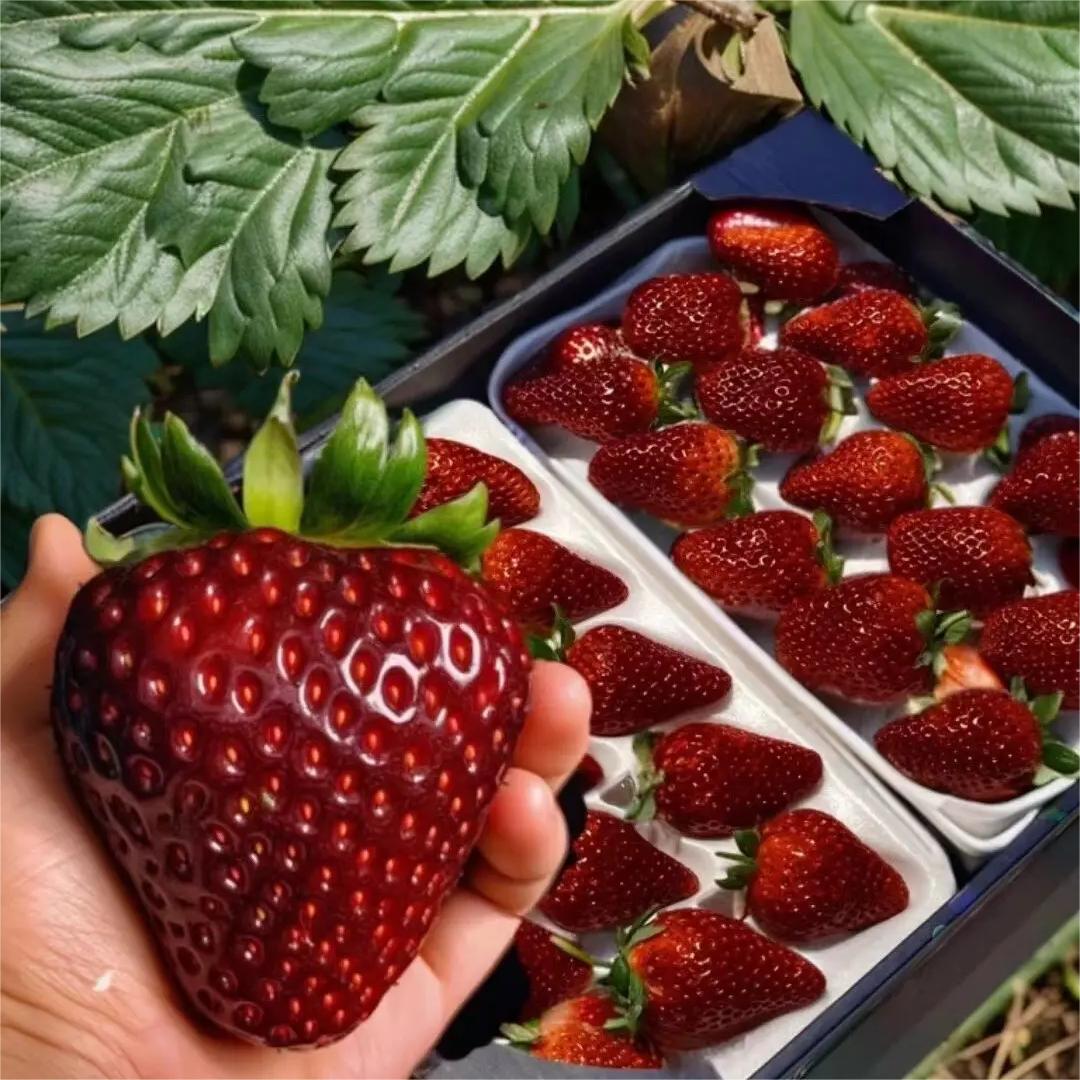 🍓Black Pearl Strawberry Seeds