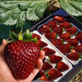 Black Pearl Strawberry Seeds