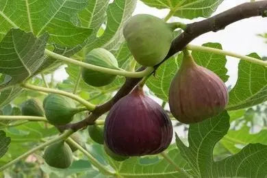 Fig Tree Seeds (Ficus carica). Sweet Fruit Shrub