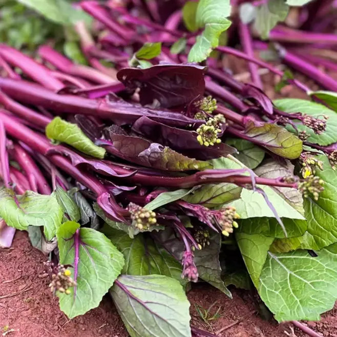 Beetroot Under The Snow Seeds