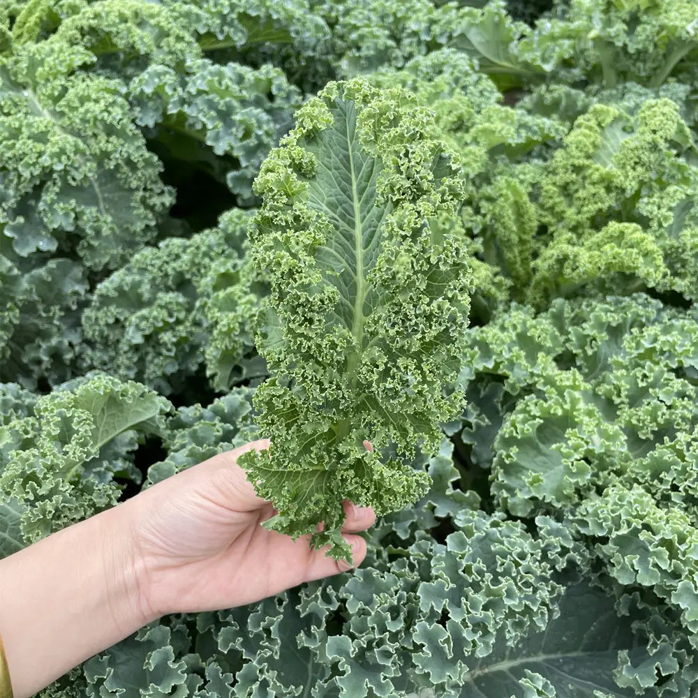 Kale Seeds